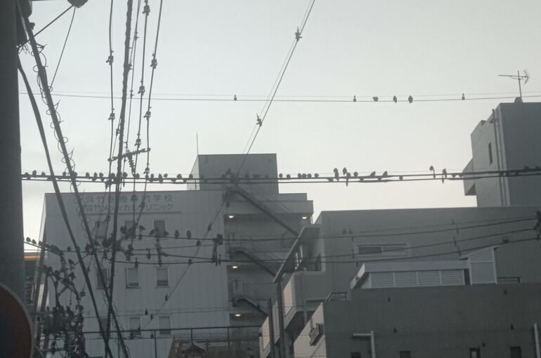 むくどり